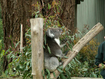 Un super koala