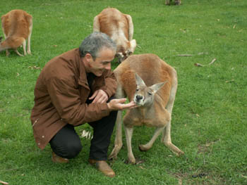 Rencontre avec les kangourous